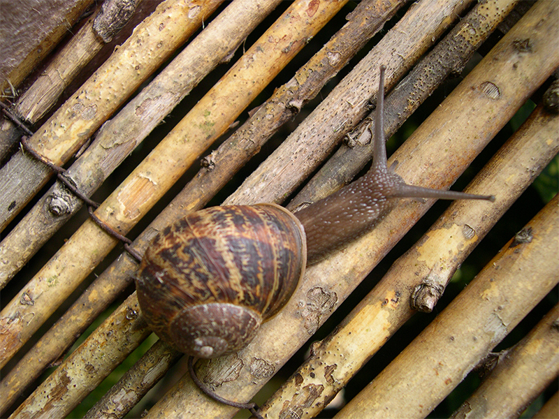 snail